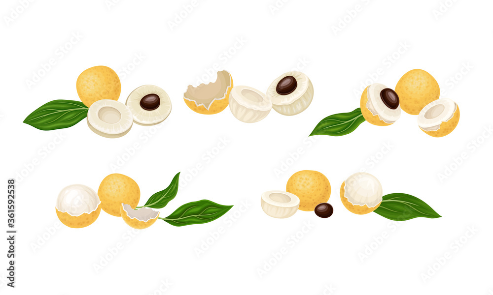 Longan Exotic Circular Fruit with Tan Peel and Translucent Flesh Vector Set Longan Exotic Circular Fruit with Tan Peel and Translucent Flesh Vector Set