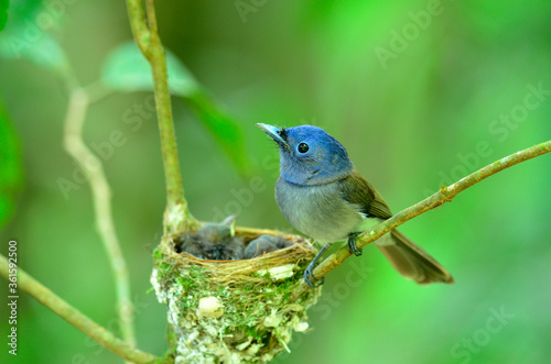 Female of Black-naped Monarch or socalled black-naped blue flycatcher, hypothymis azurea, asian paradise flycatcher, guarding its chicks in their nest in the feeding days