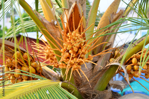 Orange Coconut palm at sunset