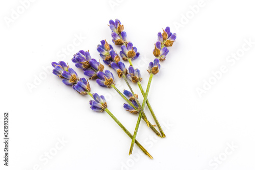 Fototapeta Naklejka Na Ścianę i Meble -  Lavender flowers isolated on white background. Close up. Space for text