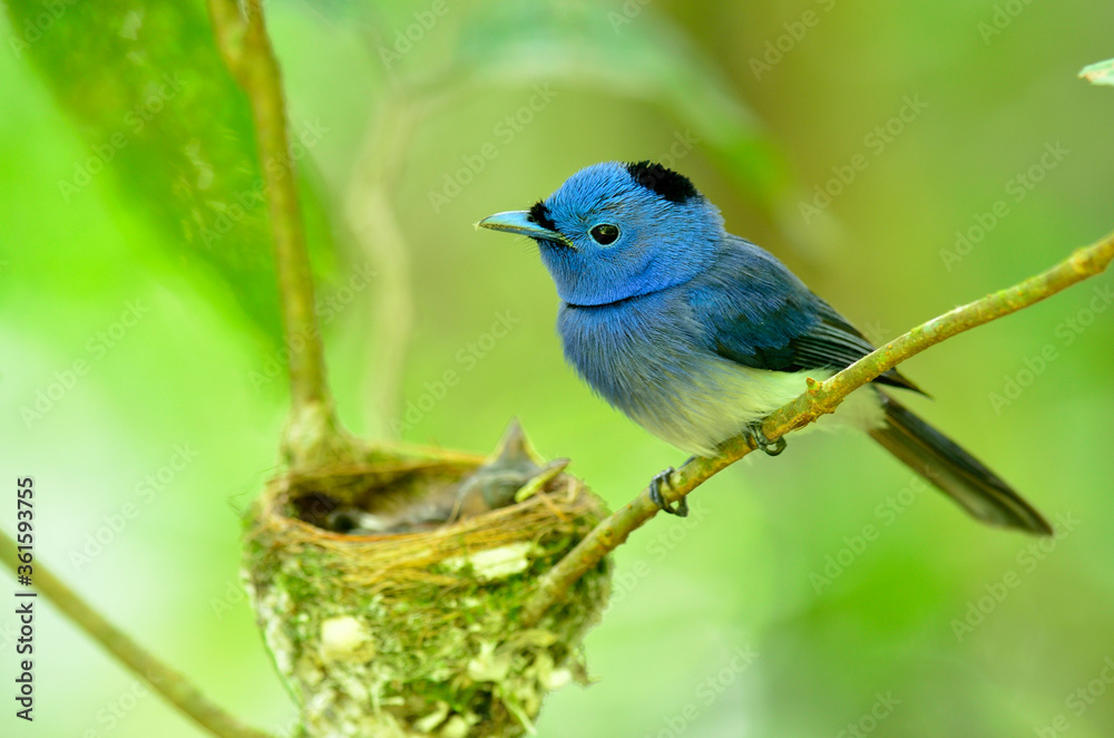 Male of Black-naped Monarch or socalled black-naped blue flycatcher, hypothymis azurea, asian paradise flycatcher, guarding its chicks in their nest in the feeding period