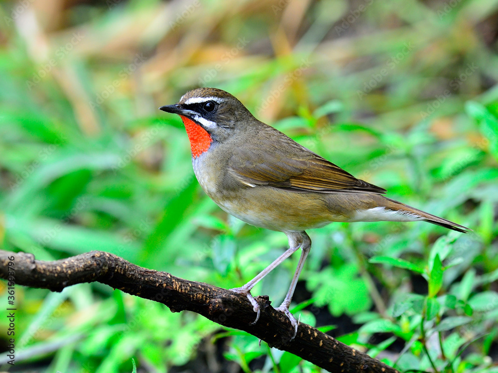 Fototapeta premium Male of Siberian Rubythroat bird (Luscinia Sibilans) standing on the branch