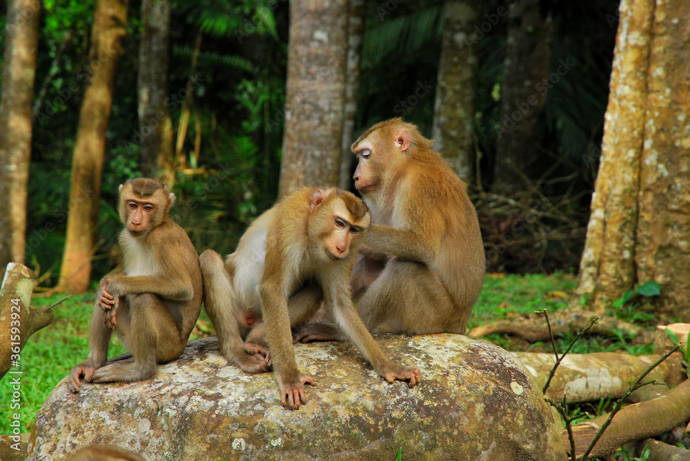 Monkeys family stay together with warm moment