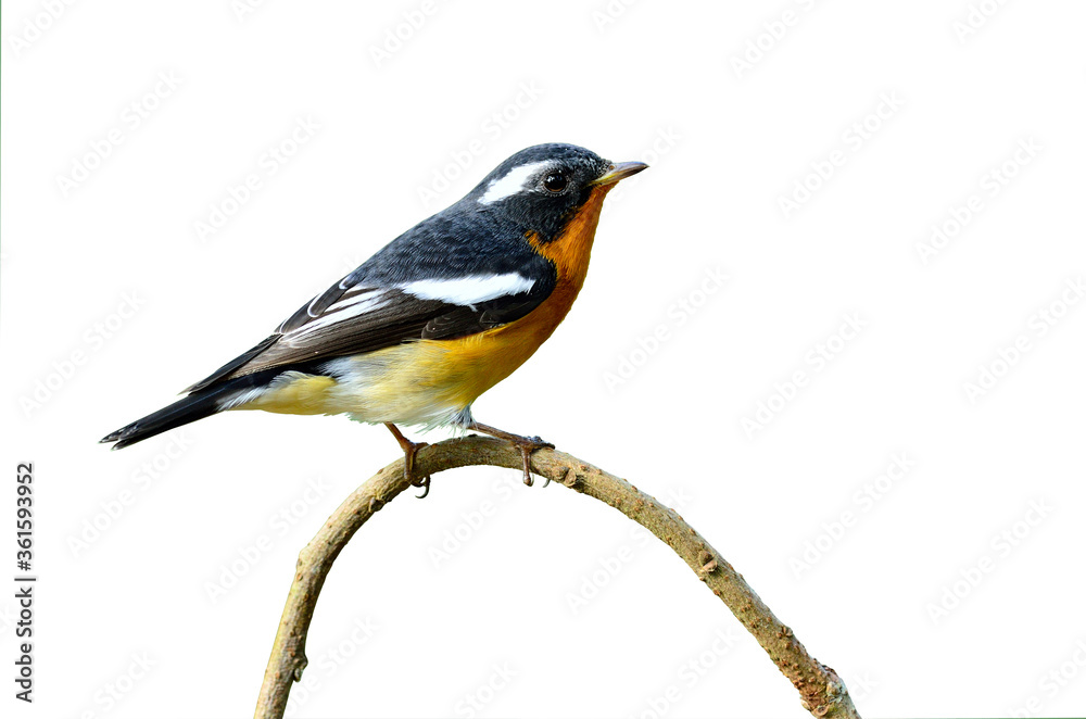 Cute Mugimaki Flycatcher on the branch with very details, isolated white background, bird Cute Mugimaki Flycatcher on the branch with very details, isolated white background, bird