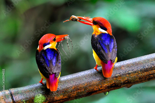 Pair of Black-backed Kingfisher, Ceyx erithacus, a tiny colorful kingfisher carrying spider and crab meals for their chicks, bird of Thailand photo