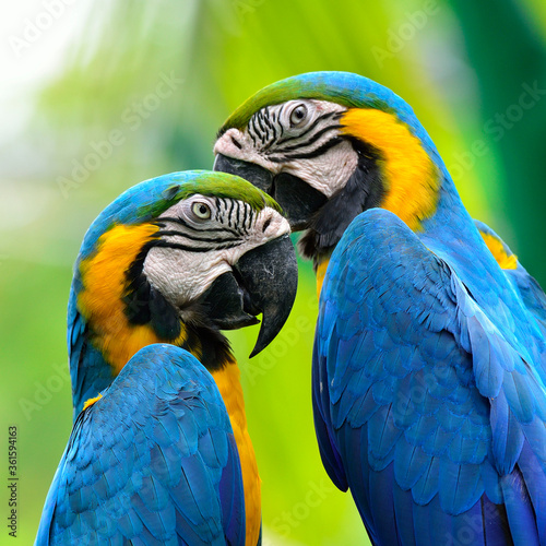 Pair of Blue and Yellow macaw about to kiss each other with nice blur green background, macaw bird