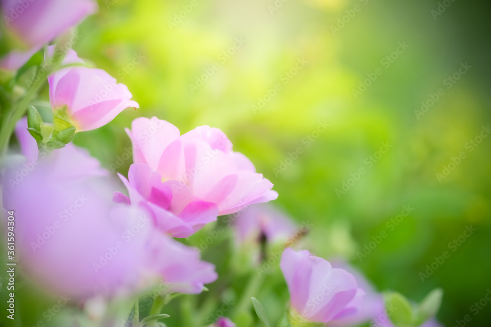 Fototapeta premium Concept nature of pink leaf on blurred bokeh with copy space using as background natural, abstract background, greenery background, fresh wallpaper.