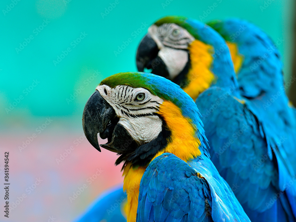 Portrait of 3 ue and Yellow macaw, blue and golden macaw, macaw bird in nice portrait shot