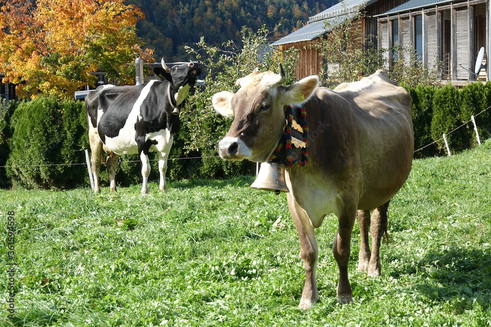 Kühe an einem Bauernhof in Bizaus