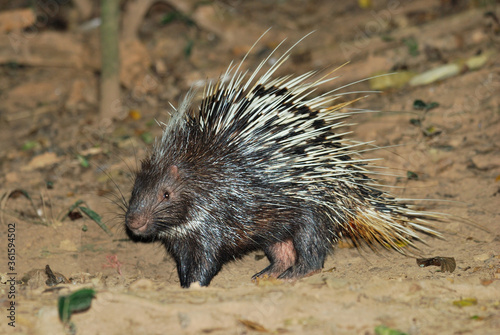 Porcupine living in the night searching for food