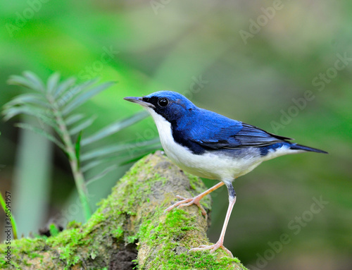 Siberian Blue Robin (Luscinia cyane) a cute blue bird standing on the log with green plant beside