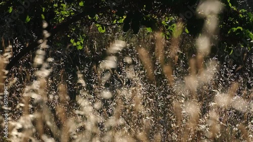 Dried wall barleys or hordeum murinums at meadow in slow motion. photo