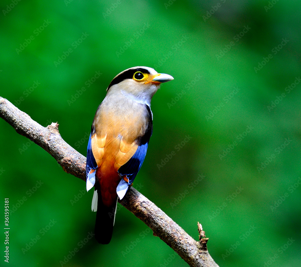 Fototapeta premium Silver-breasted Broadbill bird (Serilphus lunatus) nice perching on the branch