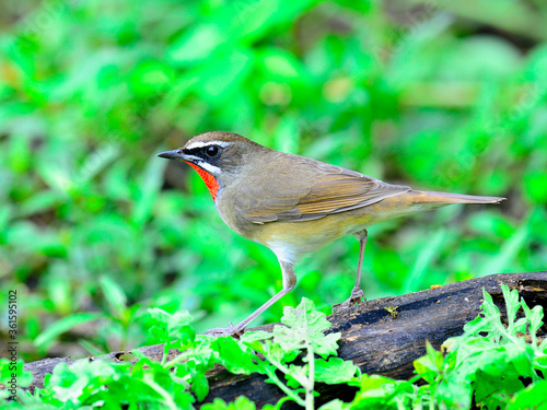 Siberian Rubythroat bird (luscinia Sibilans) with side details photo