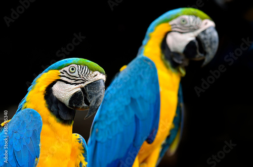 Sweet Blue and Yellow macaw perching together isolated on black background