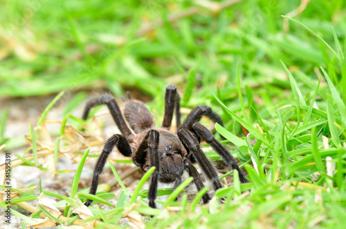 Tarantula spider, Poecilotheria Metallica, among green grass enviroment photo