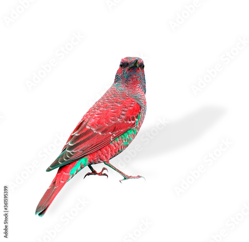 Red Bird looking toward us isolated on white background
