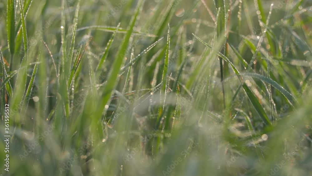 Focus pull over blades of grass with dew on them in morning light. Focus pull over blades of grass with dew on them in morning light.