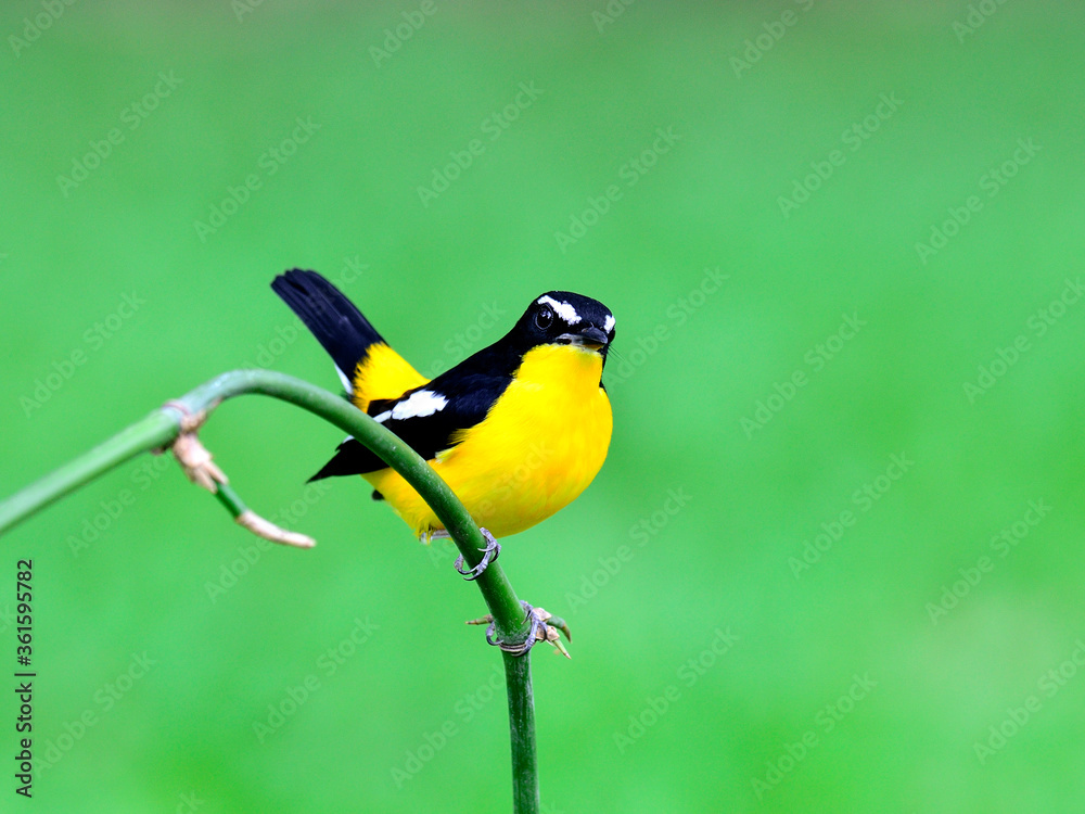 Naklejka premium Yellow-rumped flycatcher bird (ficedula zathopygia) with nice yellow feathers perching on bamboo stick