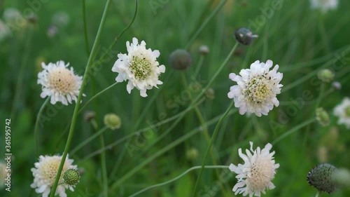 Echinacea is rooted in the Greek word echinos, meaning hedgehog