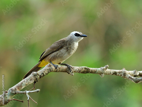 Yellow-vented bulbul bird (Pycnonotus goiavier) perching on nice branch © prin79