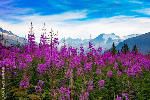 lost in fireweed photo