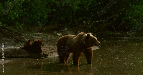 Brown bears on the Kuril Lake in Kamchatka in Russia. Kamchatka Peninsula. photo