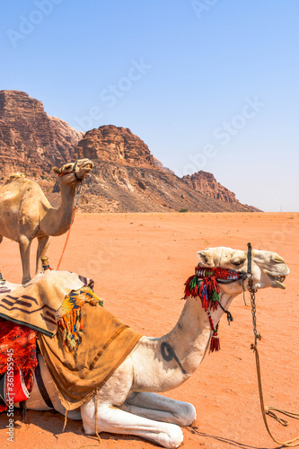 Camel in desert. Wadi Rum, Jordan  © Pierre vincent
