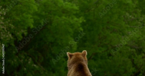 Brown bears hunting salmon on the Kuril Lake in Kamchatka in Russia. Kamchatka Peninsula. photo