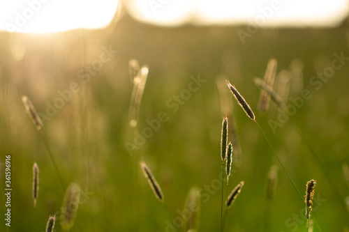 Closeup of a backlit grass in an evening sun