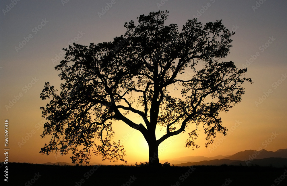 Warm sunset light behind lone oak tree. in Los Angeles County California. Warm sunset light behind lone oak tree. in Los Angeles County California.