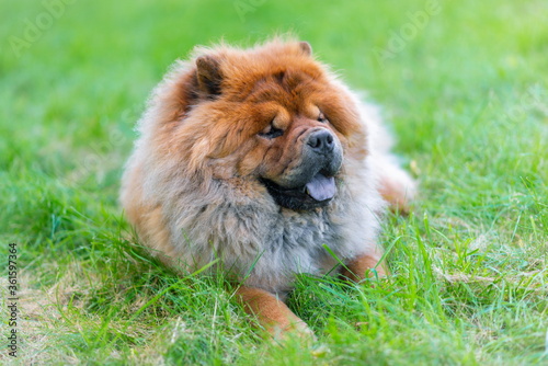 Portrait of a dog  Chinese breed Chow chow.