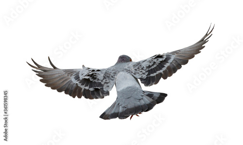 Pigeon in flight isolated on white background