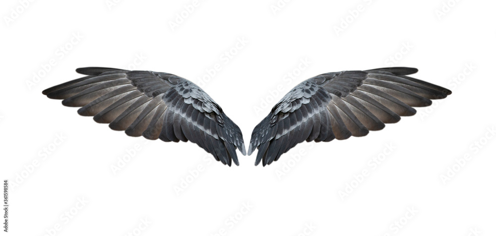 Obraz premium Bird wings isolated on white background