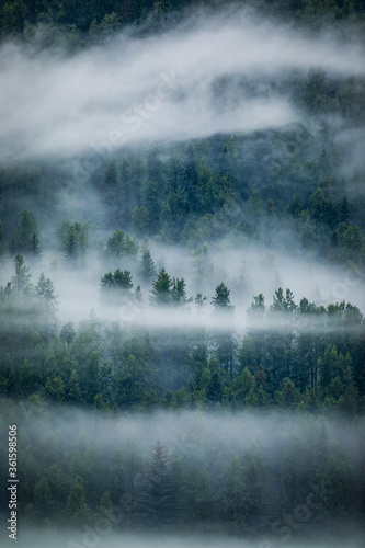 Misty pines