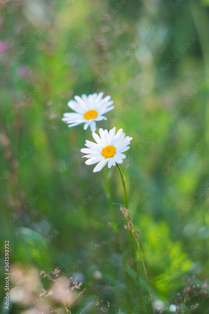 Сhamomile in green grass on the blurred background Сhamomile in green grass on the blurred background
