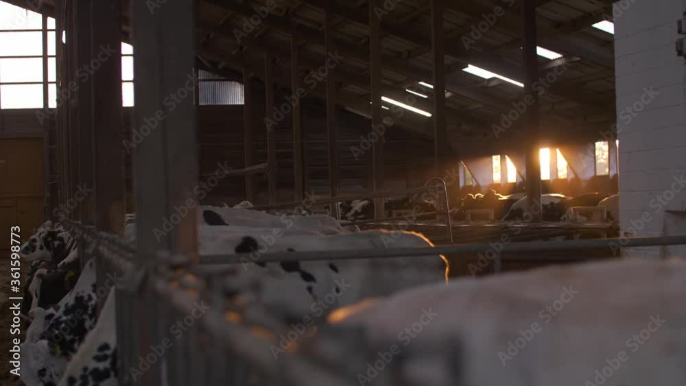 Cows eating hay in a barn with the morning light shining towards the viewer. Cows eating hay in a barn with the morning light shining towards the viewer.