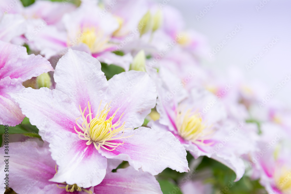 Beautiful pink clematis. Blooming clematis with blurred background of the lilac color. Seasonal summer background.