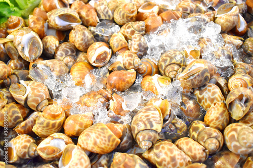Babylonia areolata, seafood from Thailand seafood, Raw and fresh sweet shellfish