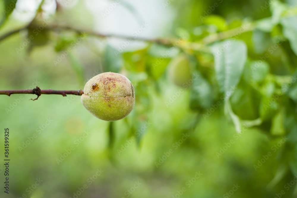 Sick leaves and peach fruits in the garden on tree close-up view. Peach orchard disease concept. Peach tree leaves are damaged, fruit tree disease on the leaves. Peaches are susceptible to disease Sick leaves and peach fruits in the garden on tree close-up view. Peach orchard disease concept. Peach tree leaves are damaged, fruit tree disease on the leaves. Peaches are susceptible to disease