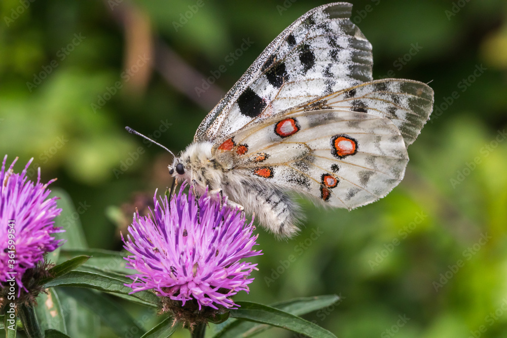 Red Apollo (Parnassius apollo)