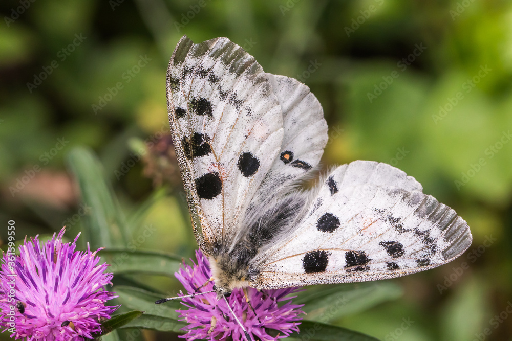 Red Apollo (Parnassius apollo)