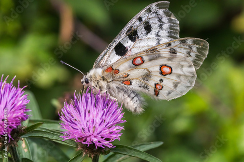 Obraz na płótnie Red Apollo (Parnassius apollo) w salonie