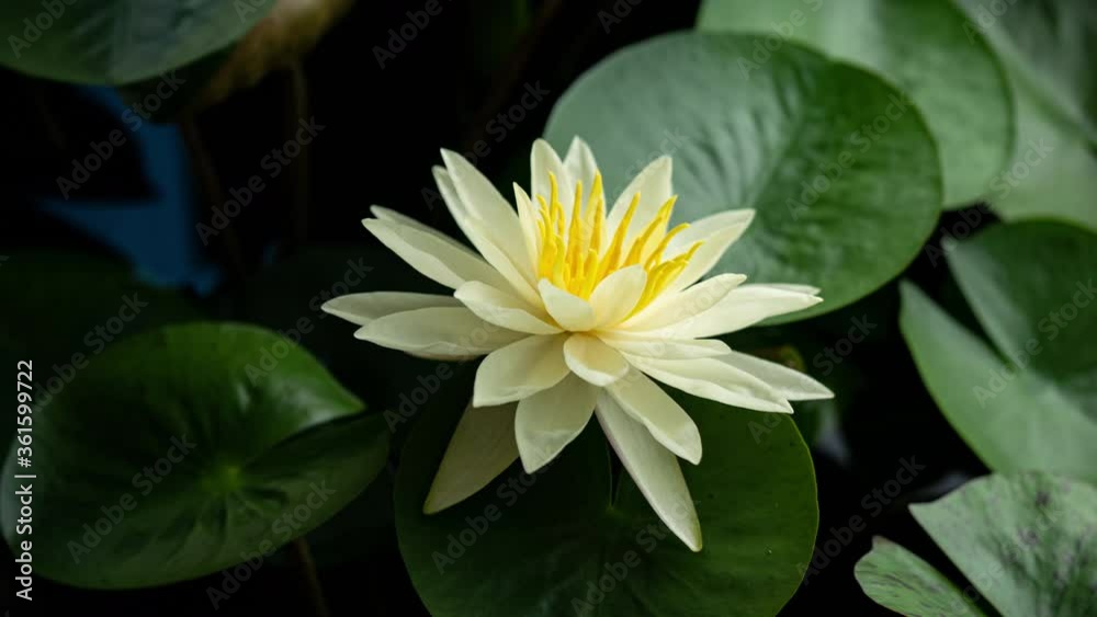 Yellow Water Lily Blooming in Time Lapse on a Green Leaves Background. Single Beautiful White Nymphaea Blooming in Pond Day to Night