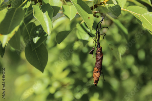 cocoon of dry leaves on trees