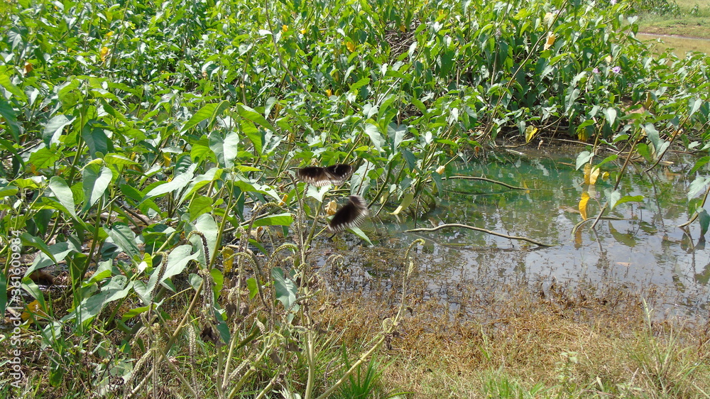 Naklejka premium wild duck in the swamp