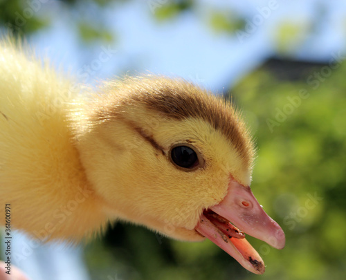 little duckling