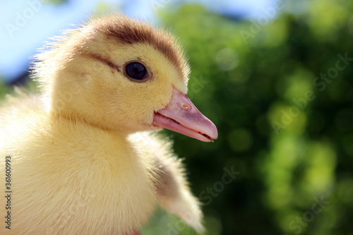 little duckling