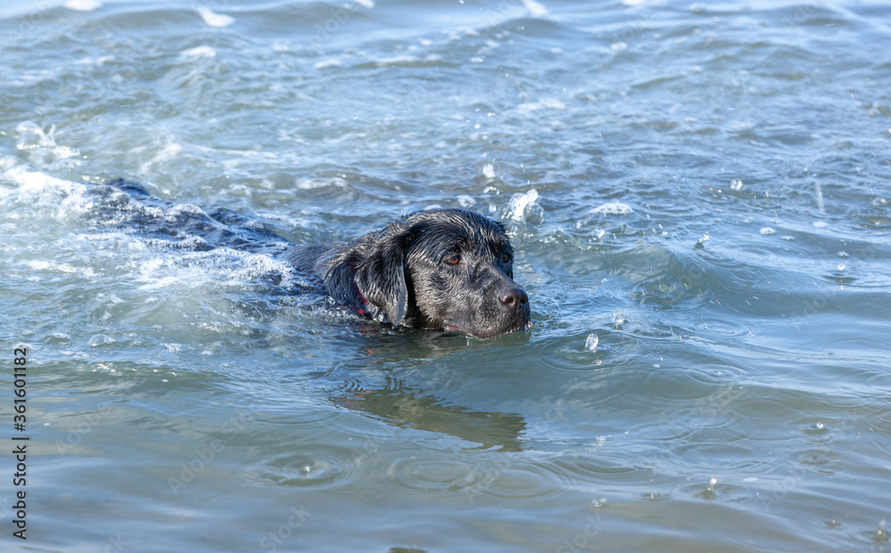 Obraz premium black labrador in the water