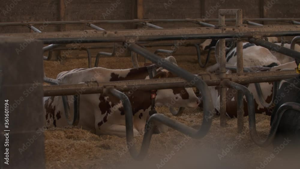 A group of relaxed cows in a wooden barn with hay lying on the floor. A group of relaxed cows in a wooden barn with hay lying on the floor.
